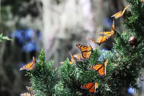 Papillons monarques prenant le soleil sur un arbre