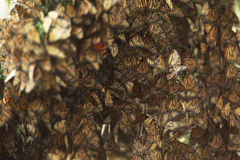 Groupe de papillons monarques sur les arbres