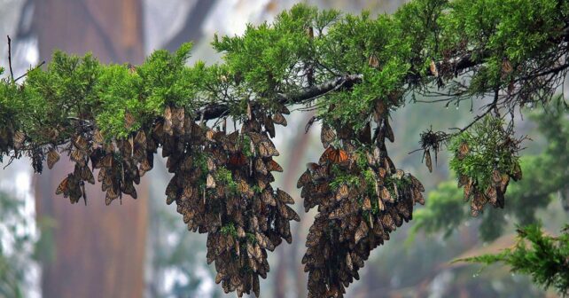 Visite de la maison d'hiver des papillons monarques occidentaux