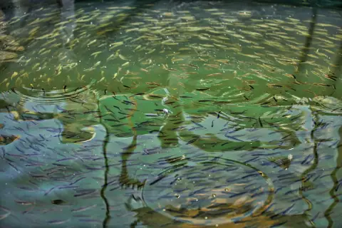 Beaucoup de petits poissons nagent dans un réservoir