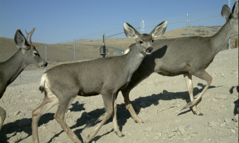 trois cerfs sur un viaduc en gravier