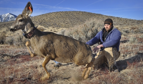 un homme relâchant un cerf 