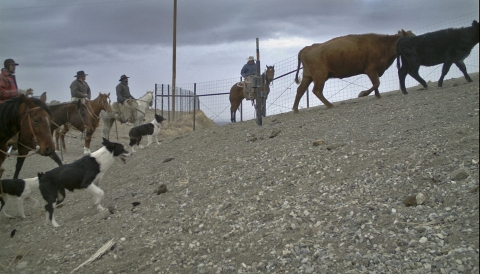 des hommes à cheval et trois chiens ont entendu des vaches sur le viaduc