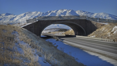 un animal pont sur une autoroute