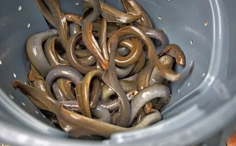 un tas de poissons parasites ressemblant à des anguilles avec une bouche béante