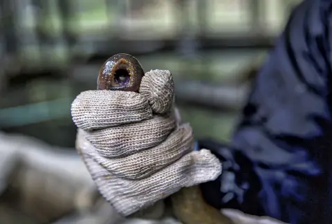 une main tenant un poisson parasite ressemblant à une anguille avec une bouche béante