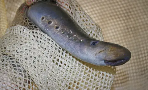 Un poisson parasite ressemblant à une anguille avec une bouche béante