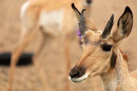 Un gros plan d'un antilope de Sonora.