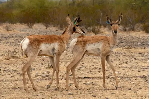 Deux antilopes de Sonora marchant sur du sable et de petits rochers. 