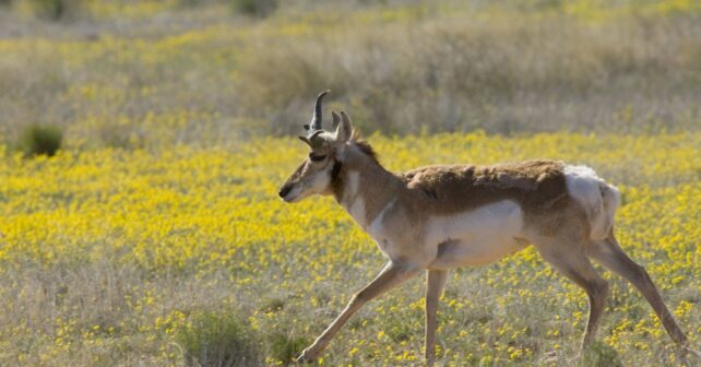 Les pronghorns rares de Sonora rebondissent