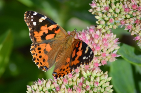 Papillon belle dame