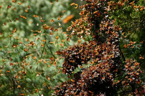 Papillons monarques au Mexique