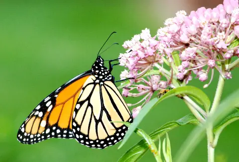 Papillon monarque sur l'asclépiade des marais