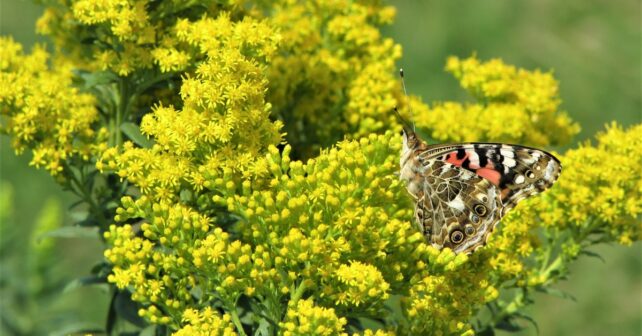 Identification de la migration des papillons