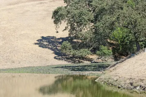 Un grand étang à côté d'un groupe d'arbres