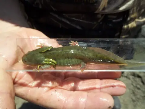 Une grande salamandre verte