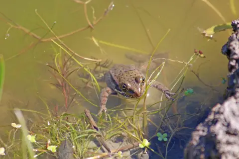 Une grenouille flottant dans une eau verte trouble