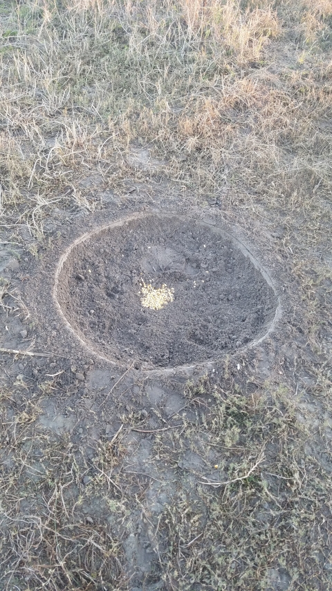 Un seul piège circulaire télécommandé avec du maïs au milieu se trouve dans un champ herbeux