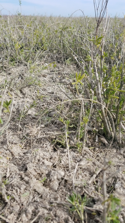 Une série de pièges à pattes sont représentés en ligne dans une parcelle d'herbes hautes