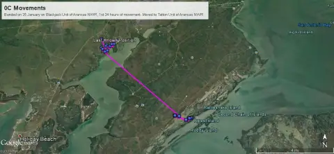 Carte montrant les informations de suivi de la grue indiquant que l'oiseau s'est déplacé vers l'unité Tatton de la réserve faunique nationale d'Aransas dans les 24 premières heures après avoir été bagué