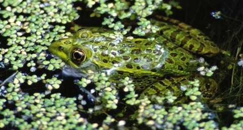 Une grenouille léopard Chihuahua se trouve partiellement submergée sous l'eau et sous une couche de lentilles d'eau.