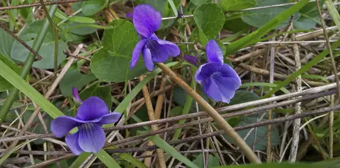 trois fleurs violettes