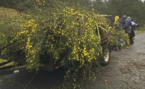 une remorque pleine d'une plante à fleurs jaunes