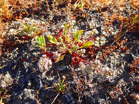 Une plante aux feuilles rouges et vertes