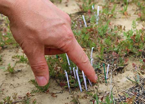 Un doigt pointe une toute petite fleur