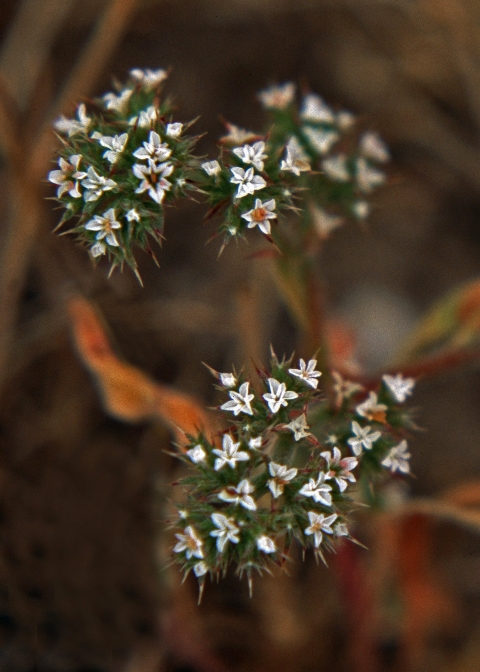 Une plante aux feuilles vertes épineuses et aux fleurs blanches