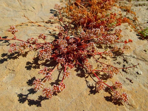 Une plante aux tiges rouges et aux fleurs rouges