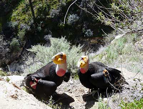 Une paire de grands oiseaux noirs