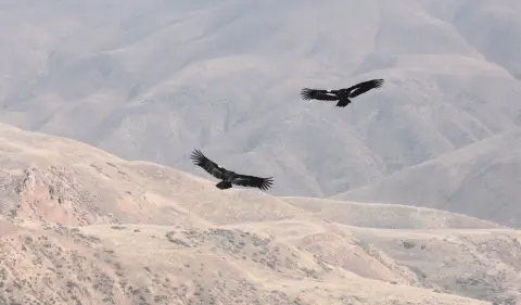 Deux grands oiseaux noirs planant au-dessus du paysage