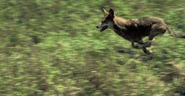 Le service propose une nouvelle règle de gestion pour la population non essentielle et expérimentale de loups rouges en Caroline du Nord
