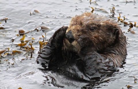 Un gros plan d'une loutre de mer 