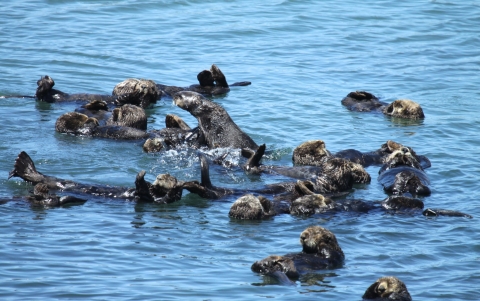 Loutre de mer créant un "radeau" dans l