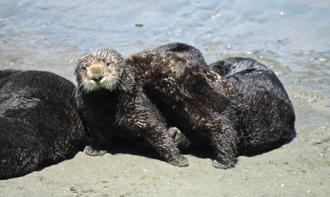 Un groupe de loutres de mer sur la plage