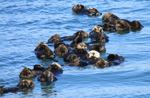 Un groupe de loutres de mer formant un "radeau" dans l