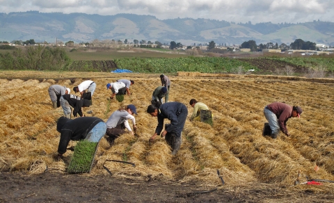 Plusieurs personnes plantant dans un champ