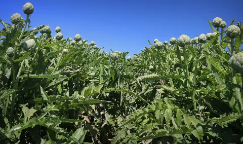 Un champ d'artichauts