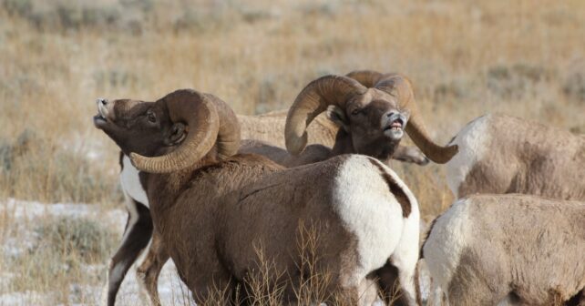 Compter les chasses aux moutons à Cabeza Prieta National Wildlife Refuge