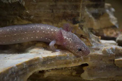 Une seule salamandre de Barton Springs repose sur un rocher.
