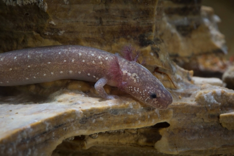 Une seule salamandre de Barton Springs repose sur un rocher.