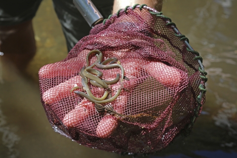 une main tenant un filet avec plusieurs poissons parasites ressemblant à des anguilles avec une bouche béante