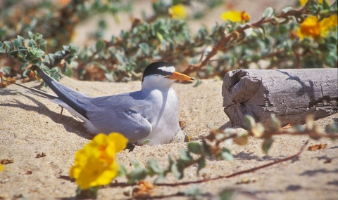 Un oiseau blanc avec une bande noire autour de ses yeux se repose dans le sable parmi les fleurs jaunes