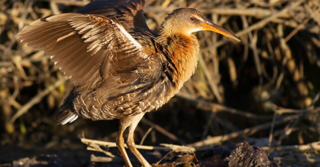 Des yeux de faucon, des tritons et des rails ?  Un partenariat unique aide les oiseaux rares à partager la terre et le ciel avec des avions militaires