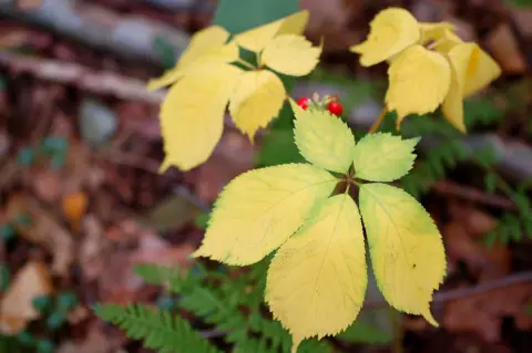 une plante à feuilles jaunes sur le sol de la forêt