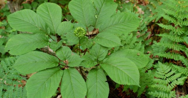 Opération Root Cause : les creuseurs, les revendeurs et le cas du ginseng sauvage