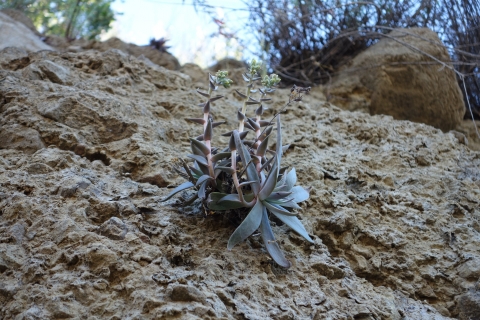 Une succulente poussant à flanc de montagne
