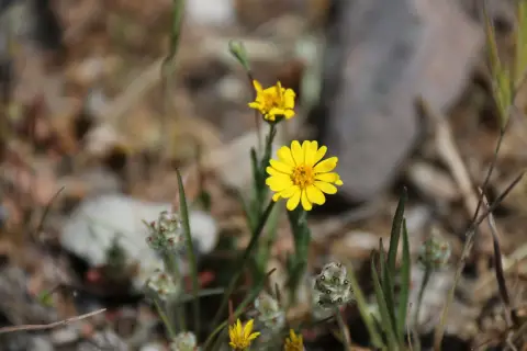 Une plante aux fleurs jaunes